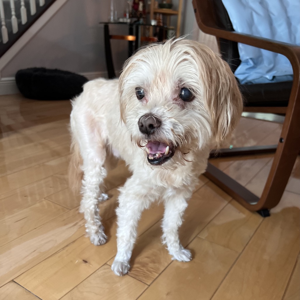 Crouton (Jelani), photo 4