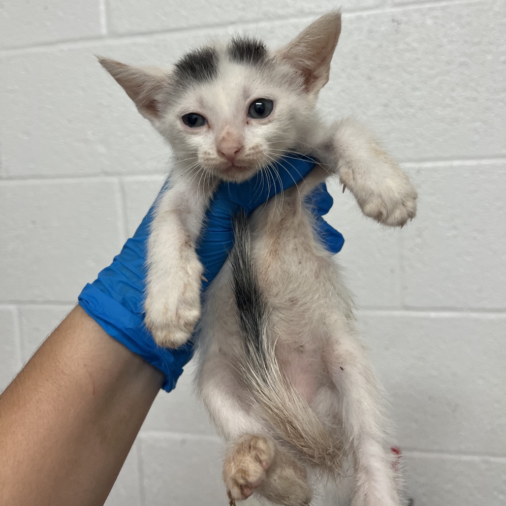 LIDA BIDA - Domestic Shorthair available for adoption