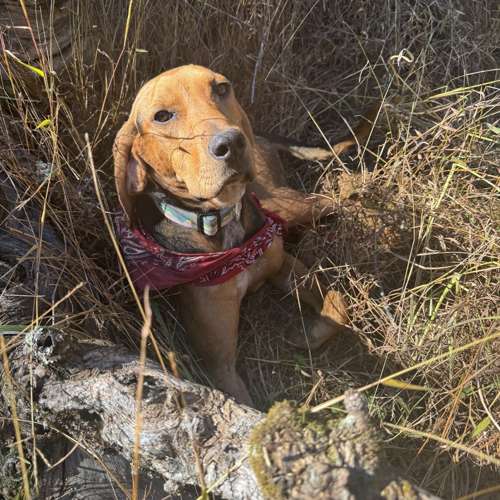 Cooper FKA Aster, photo 4