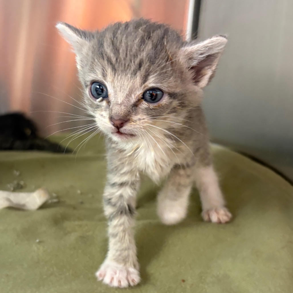 ABBY - Domestic Shorthair available for adoption