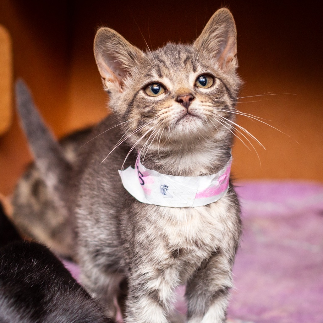 STELLAR - Domestic Shorthair / Mix available for adoption