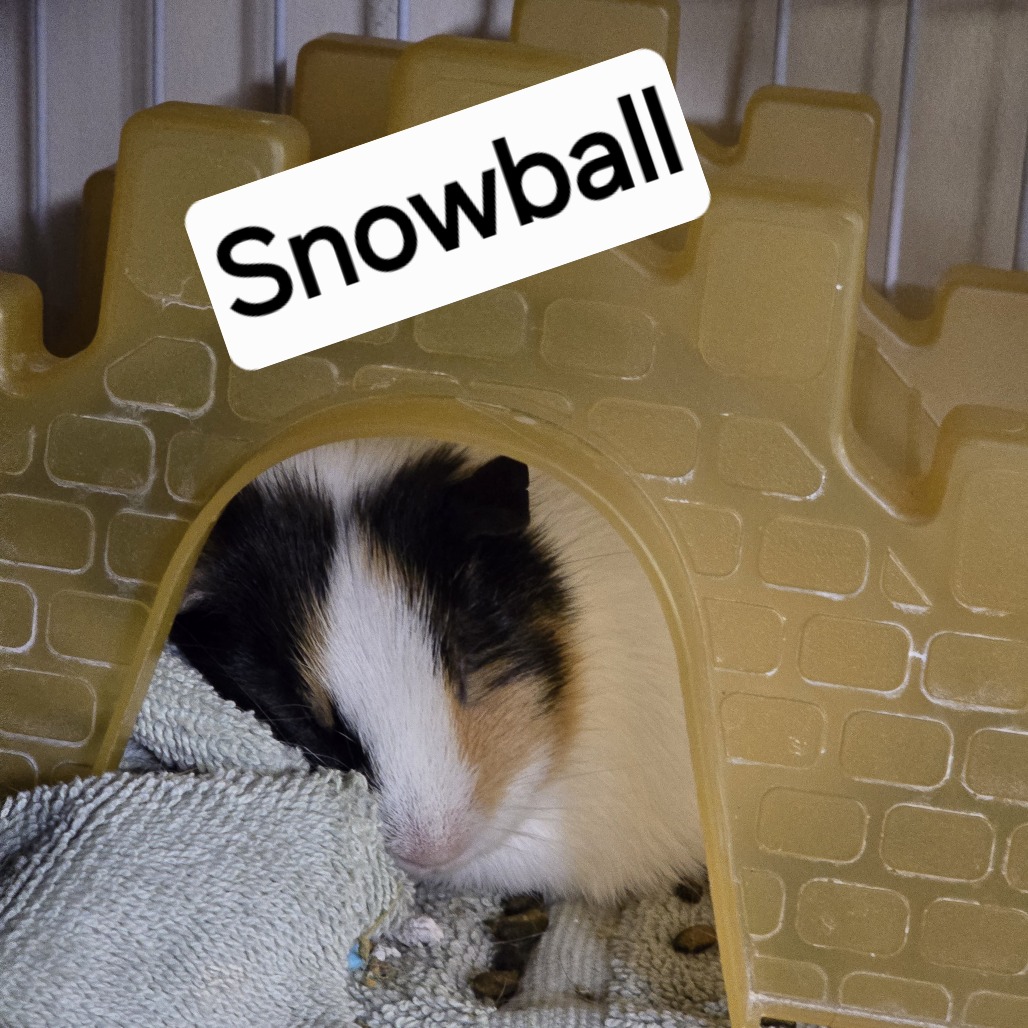 Snowball M12190