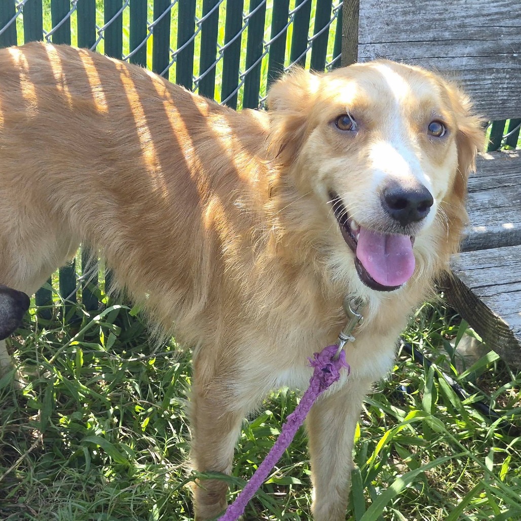 CARDI B - Retriever, Golden / Collie available for adoption