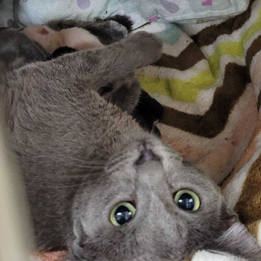 Athena picture #3
