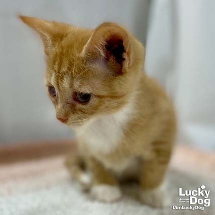 RUSTY - Domestic Shorthair available for adoption