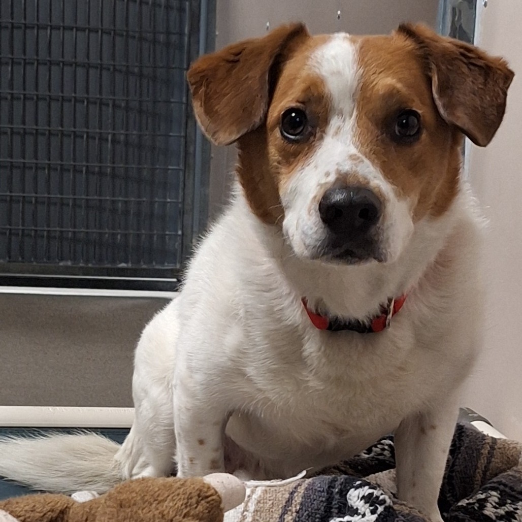 Archie — thumbnail 3