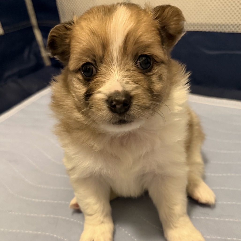 HENRY - Pomeranian / Terrier, Manchester available for adoption
