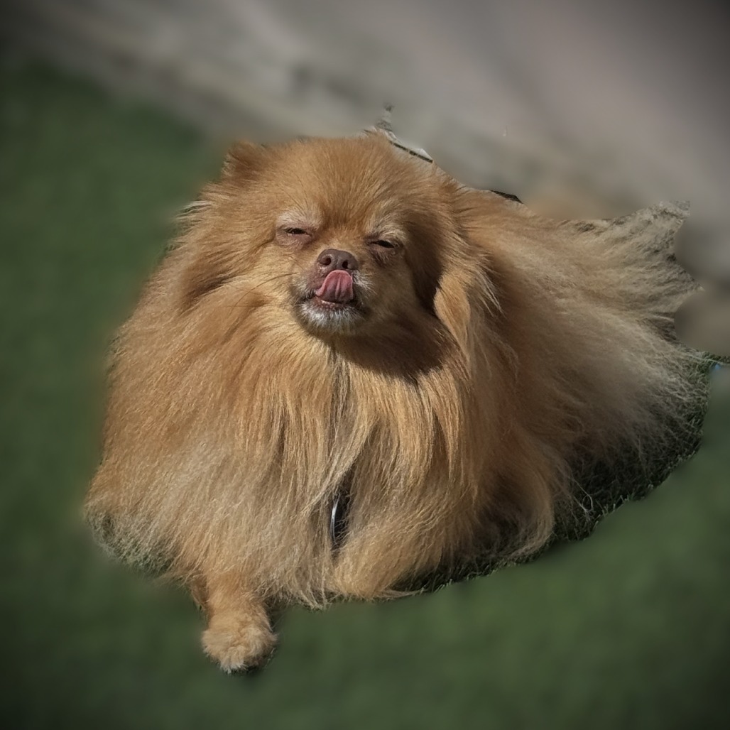 Pomeranian
