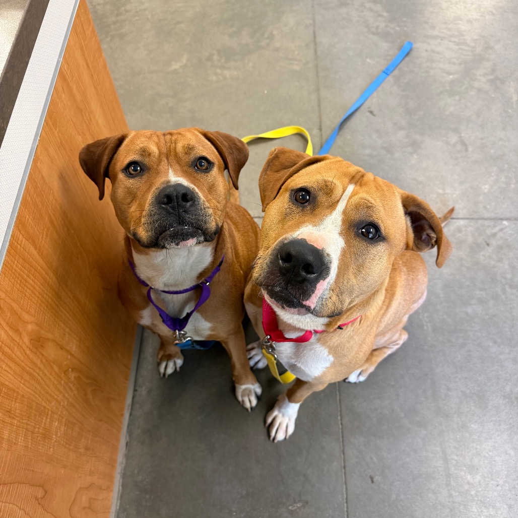 Photo of PGH-Stray-119995 3