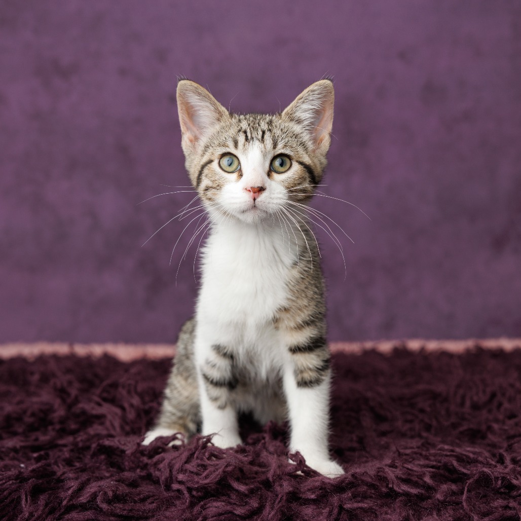 Kovu, photo 3