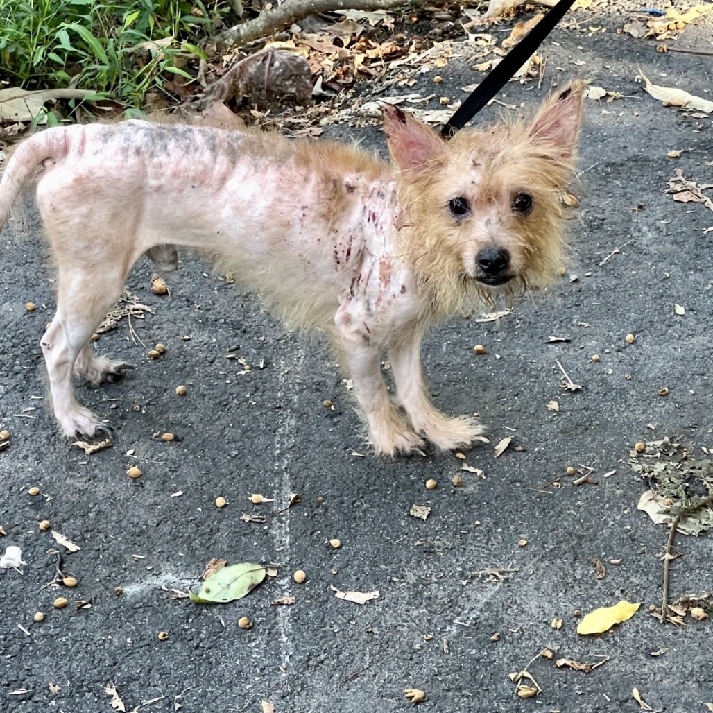 Possum 09-2017, photo 2