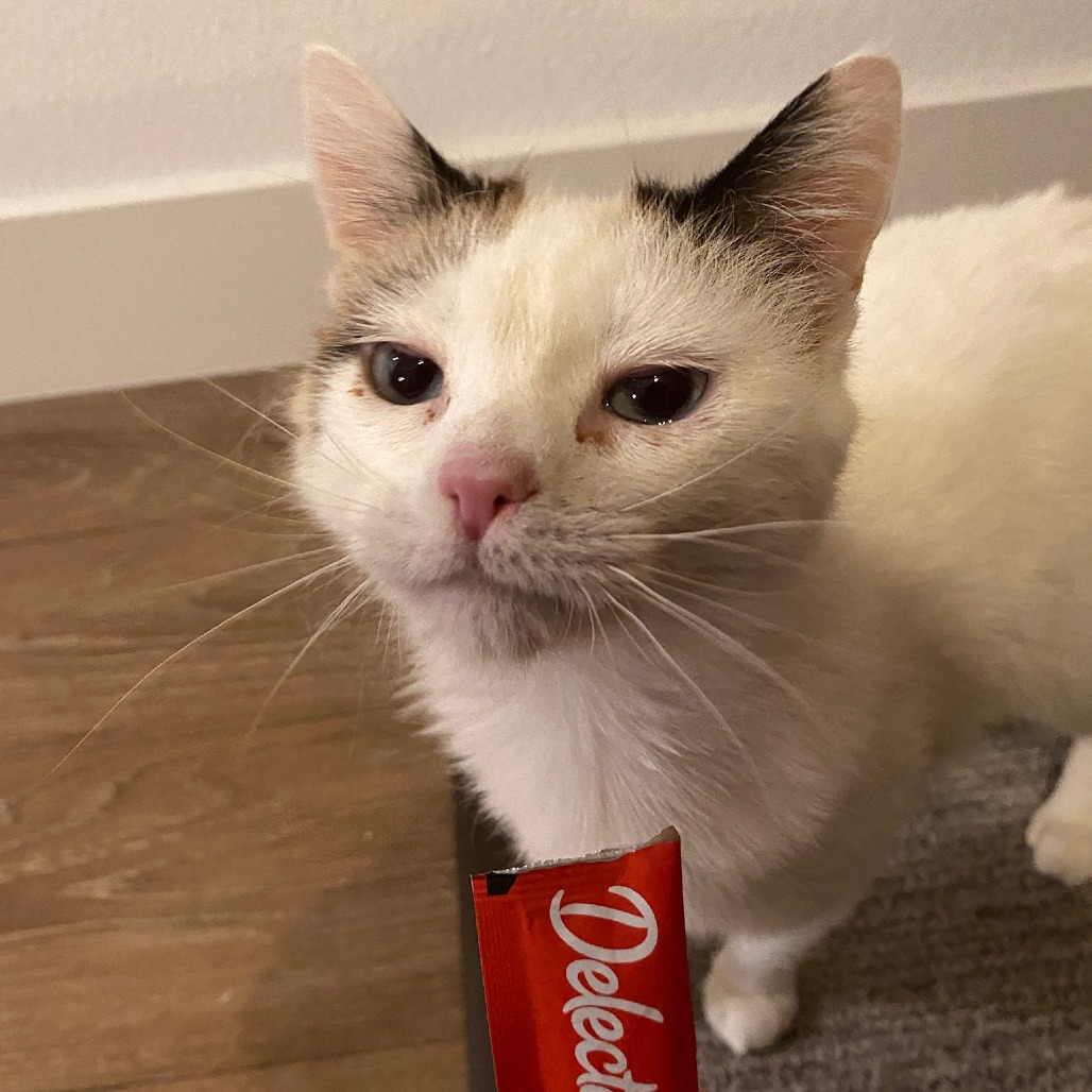 Amilee - Domestic Shorthair