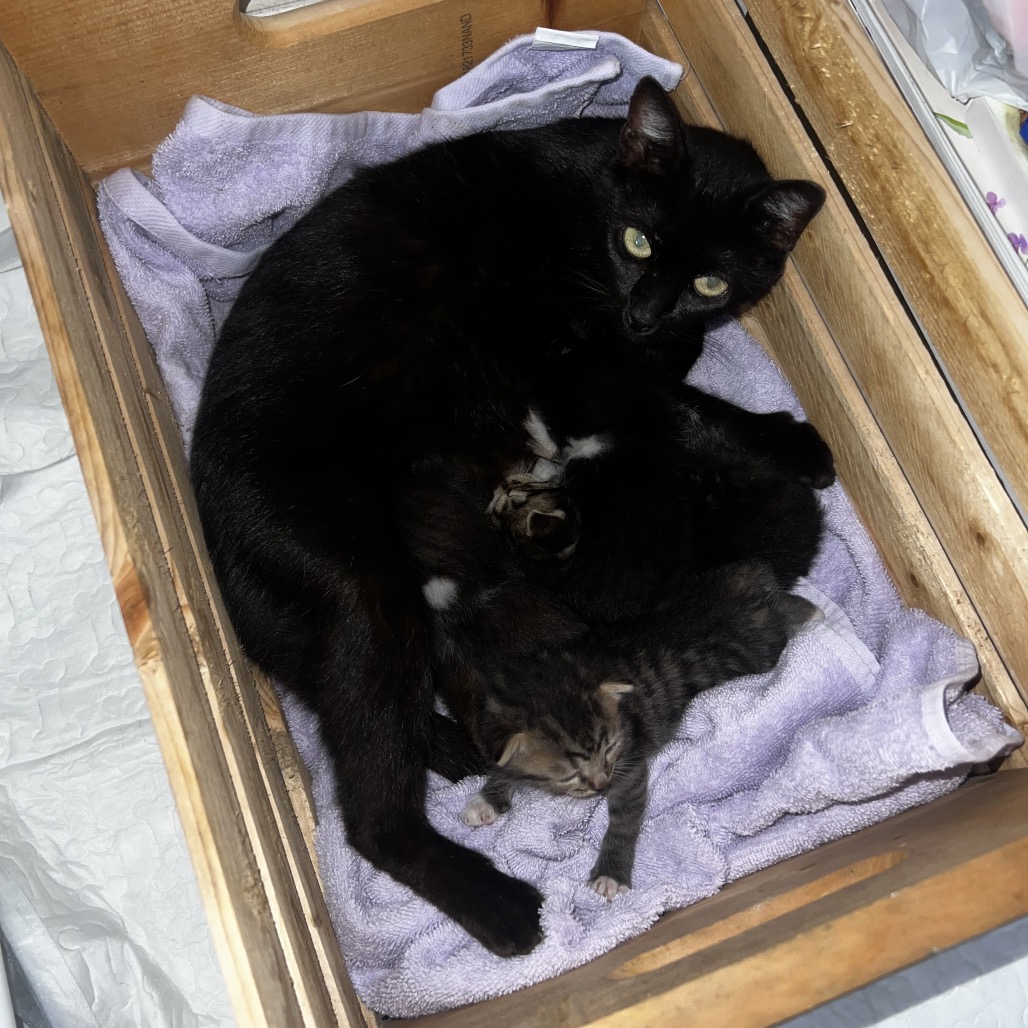 BEATRICE - American Shorthair available for adoption