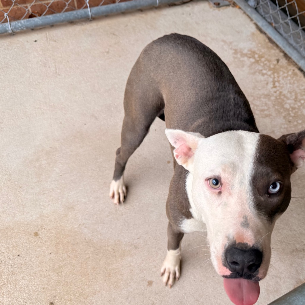 Pit Bull