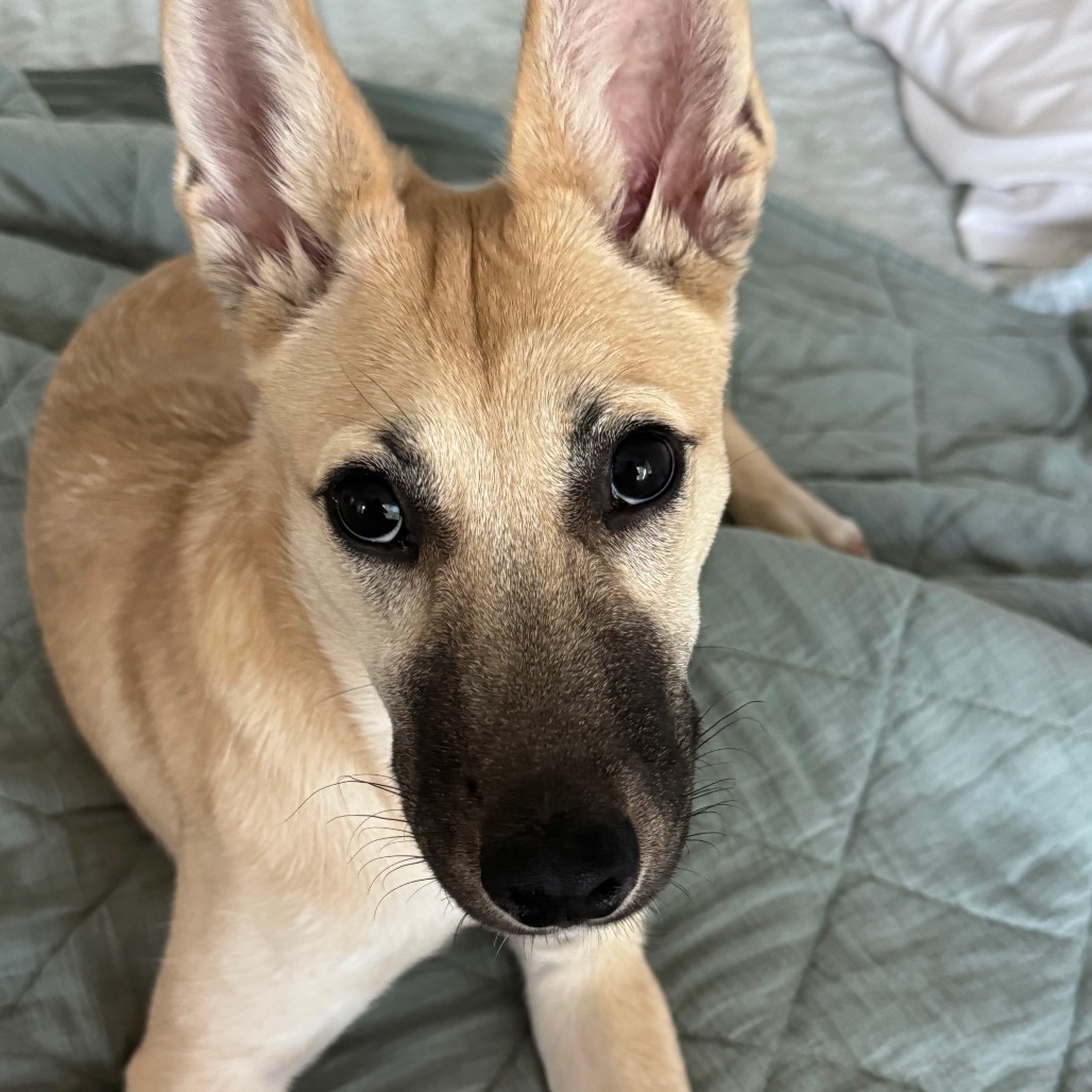 NENA - Shepherd available for adoption