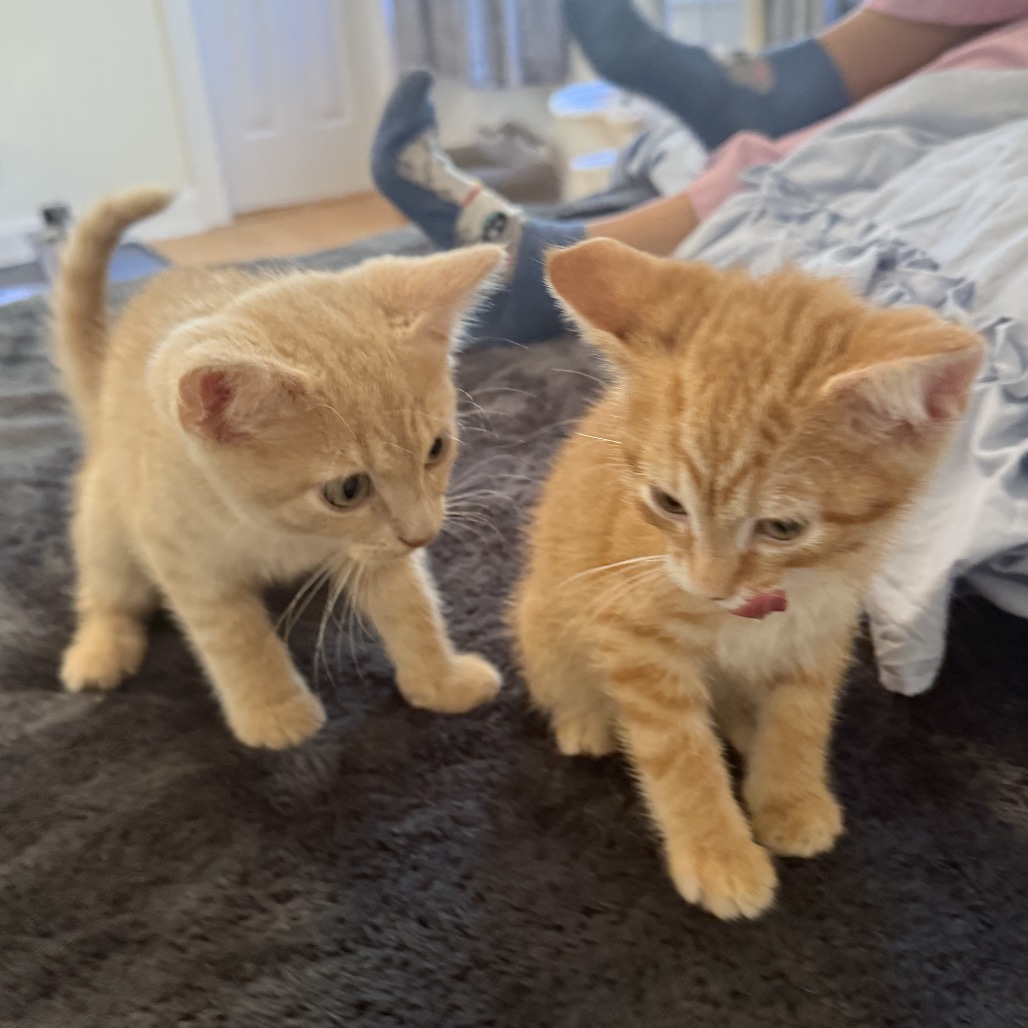 MANGO & CREAM - Domestic Shorthair available for adoption