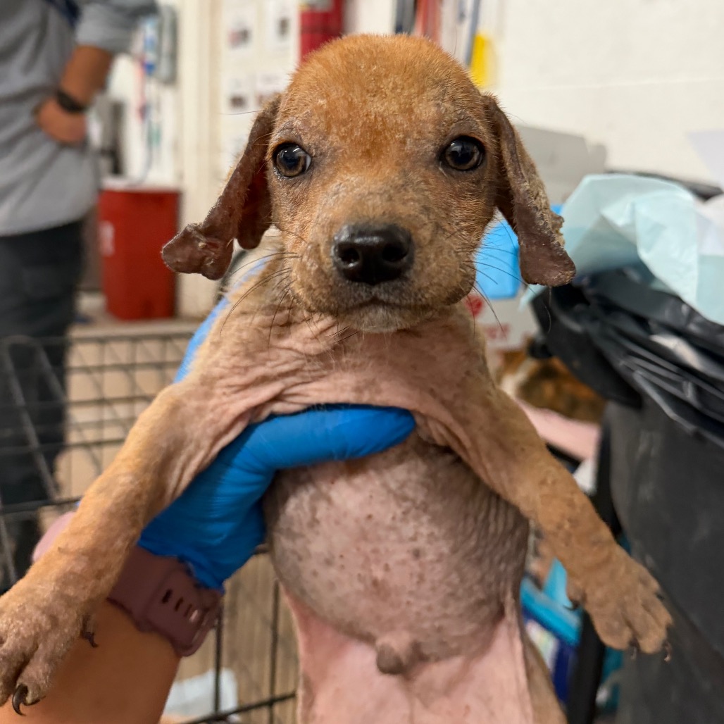 MOLE - Terrier available for adoption
