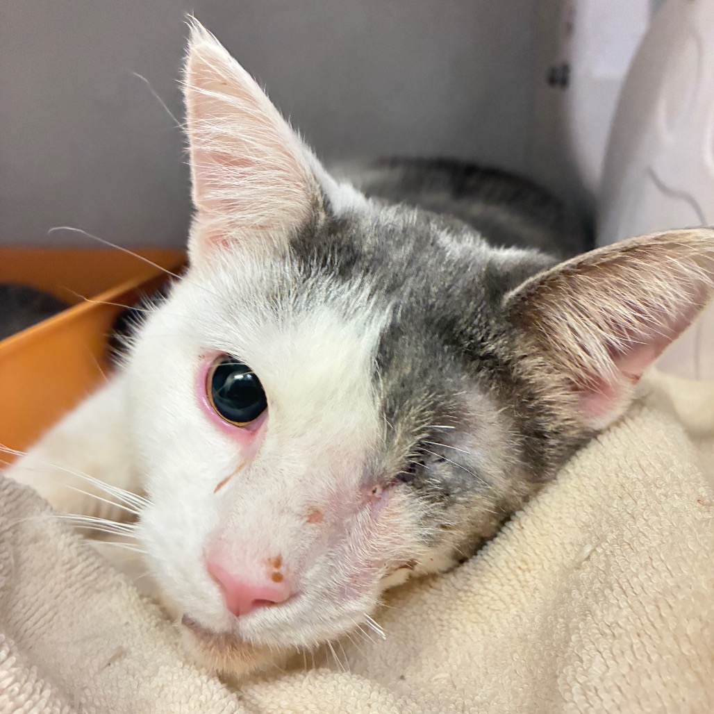 CHUNK - Domestic Shorthair available for adoption
