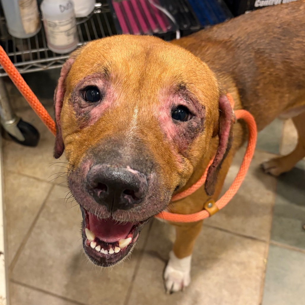 Chestnut — thumbnail 10