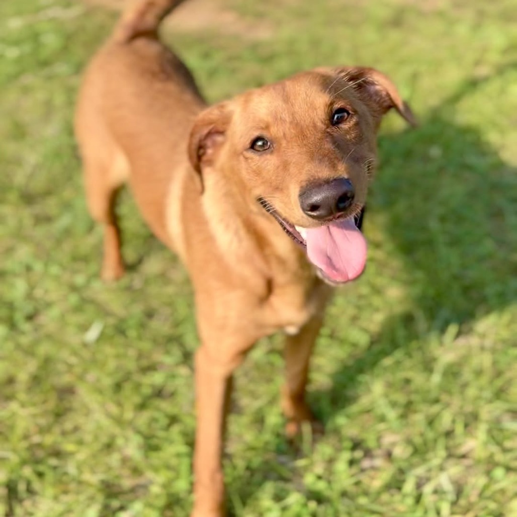 MARS - Mixed Breed (Medium) available for adoption
