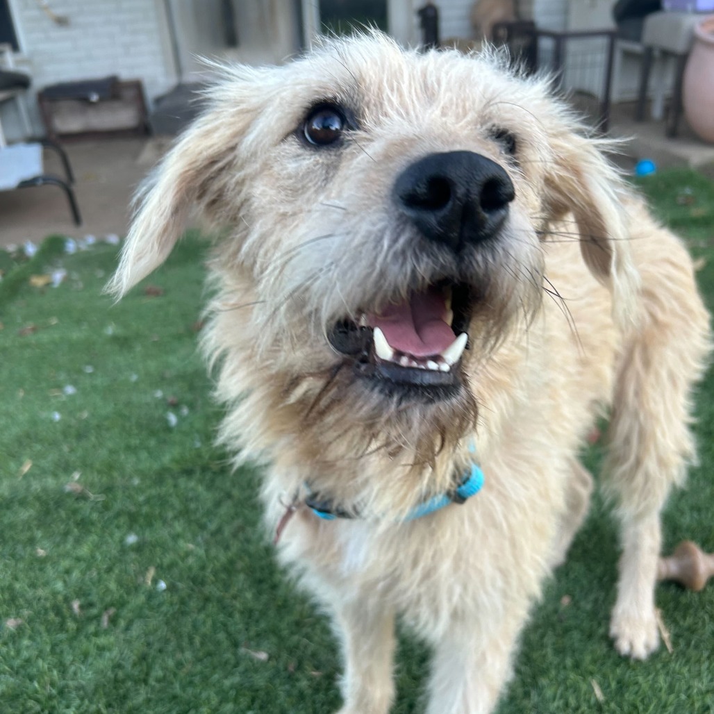 Baxter2, photo 2