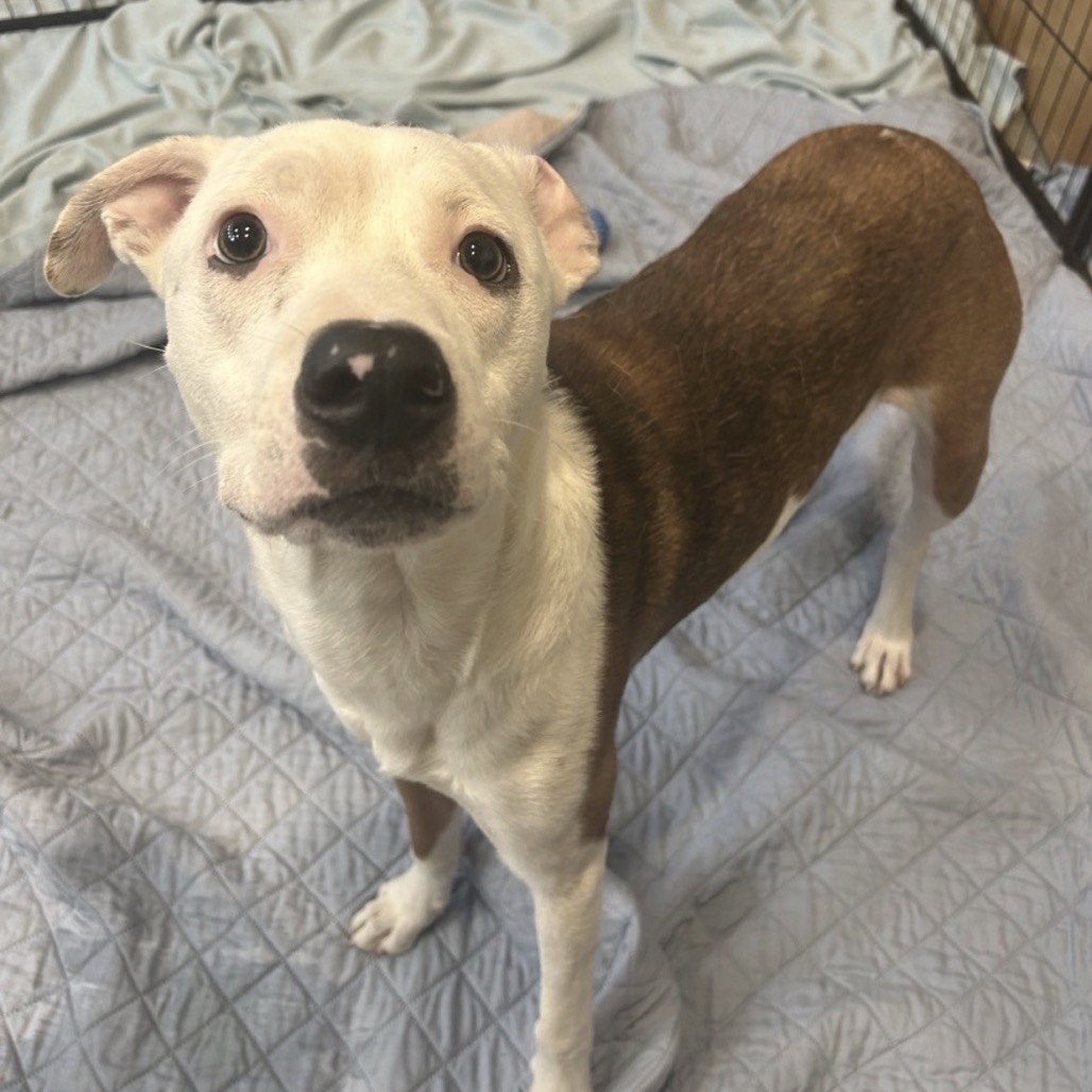 Shiloh — thumbnail 8