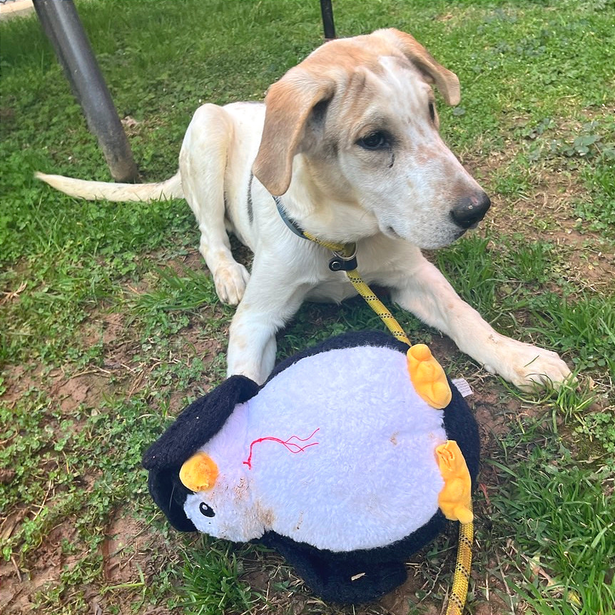 French Toast — thumbnail 8