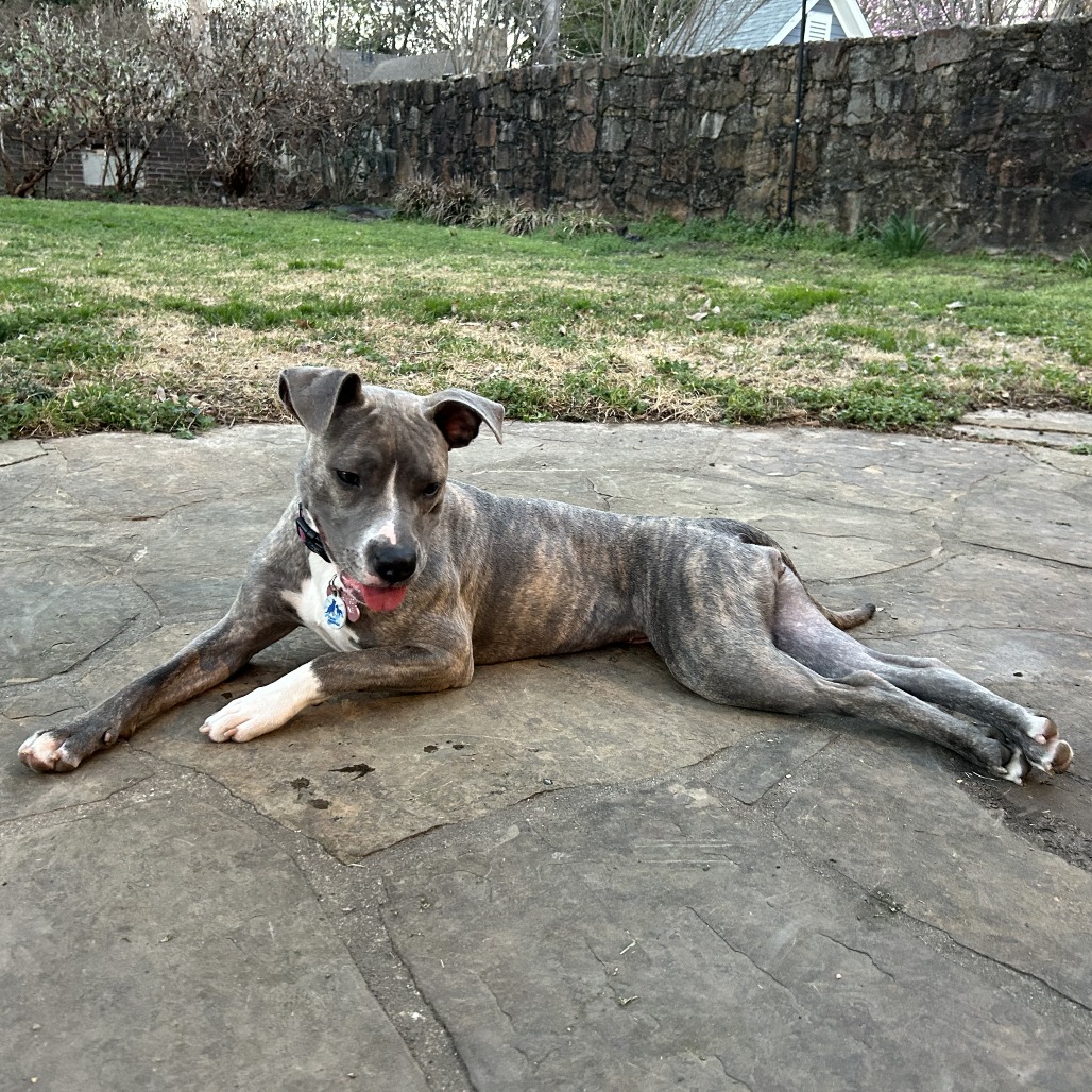 Flicka, photo 8