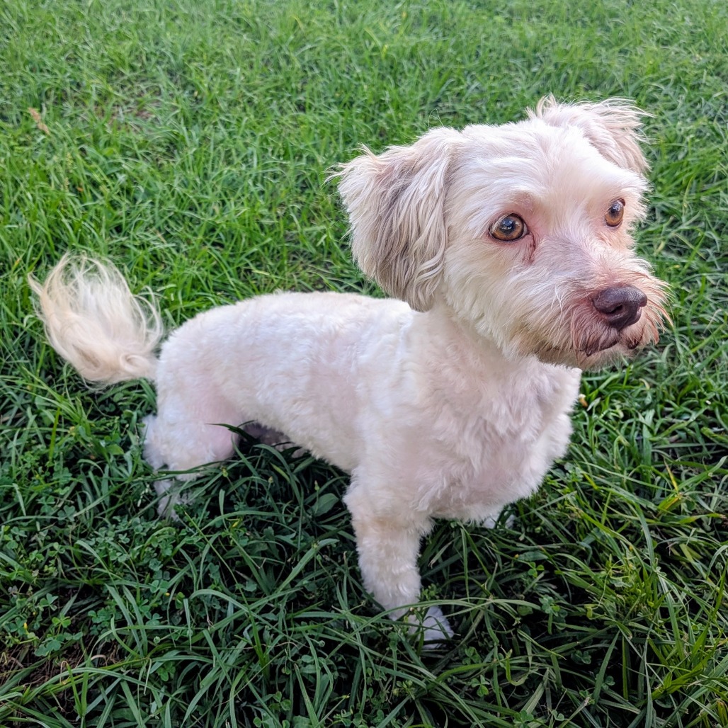 Camo Rescue Caroline is available for adoption at CAMO Rescue