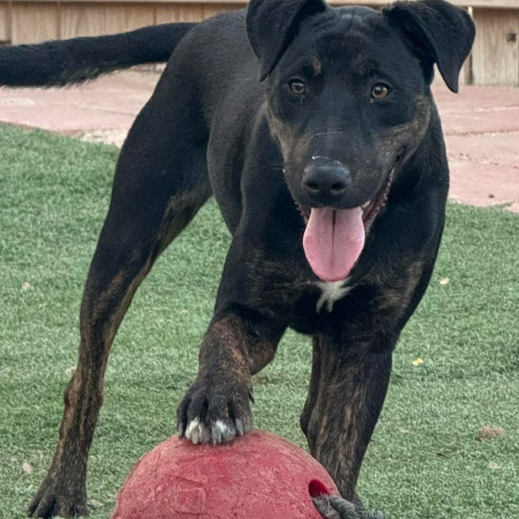 Photo of Harvey