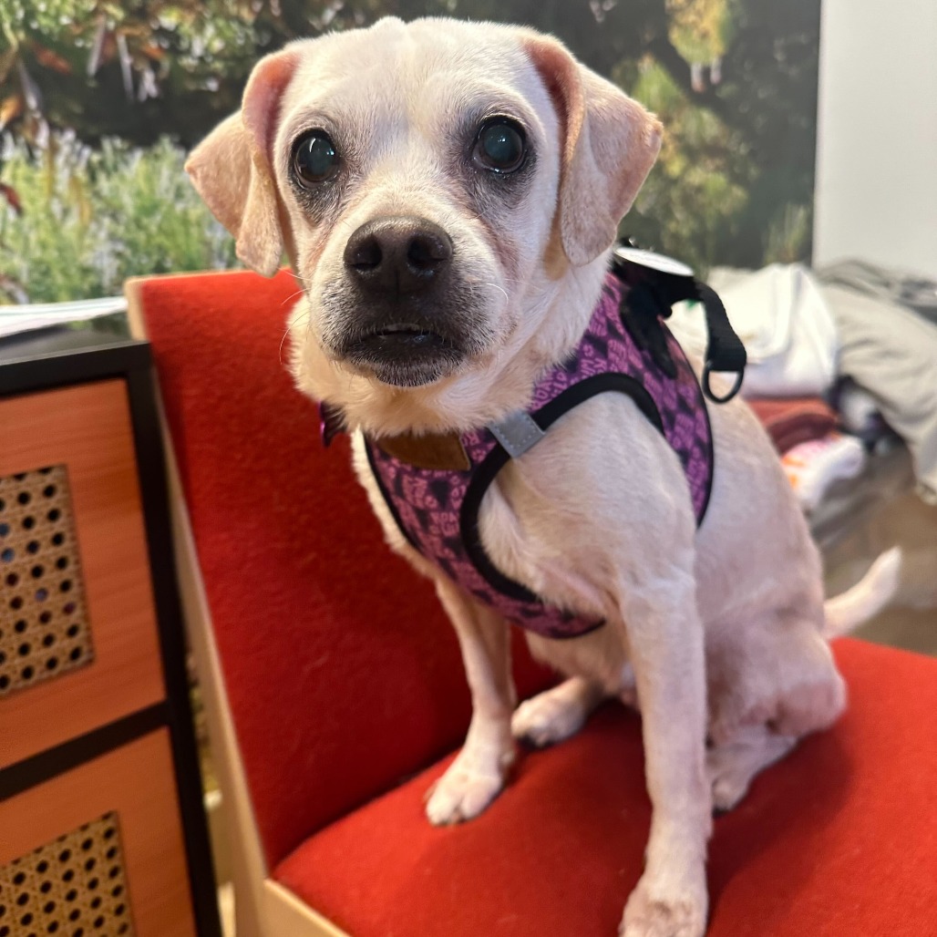 Blessing 13832 — thumbnail 4