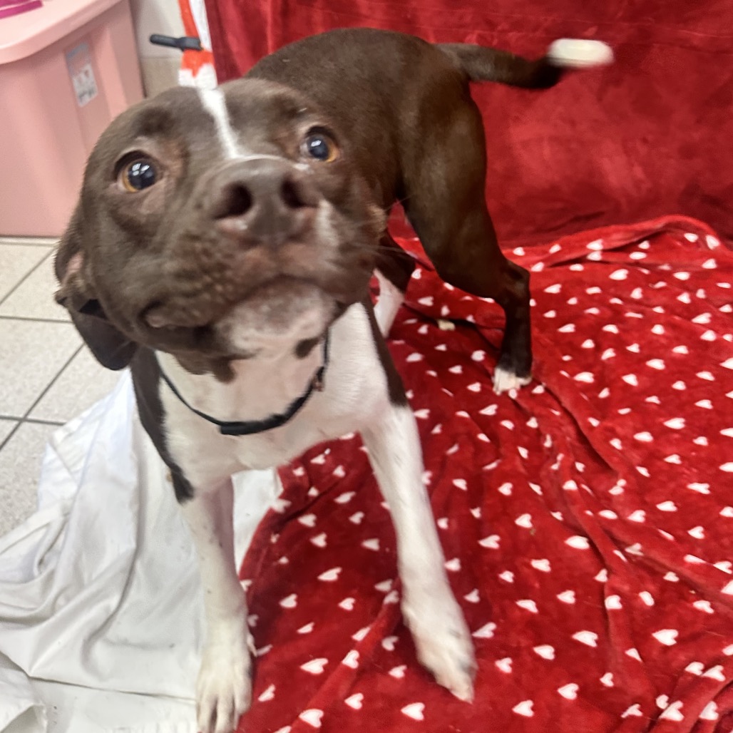 Padme — thumbnail 3