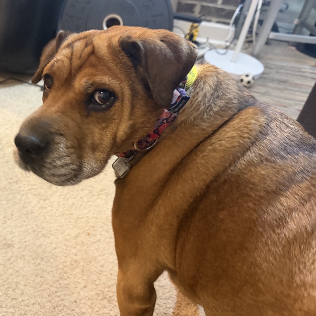 Zoey, photo 31