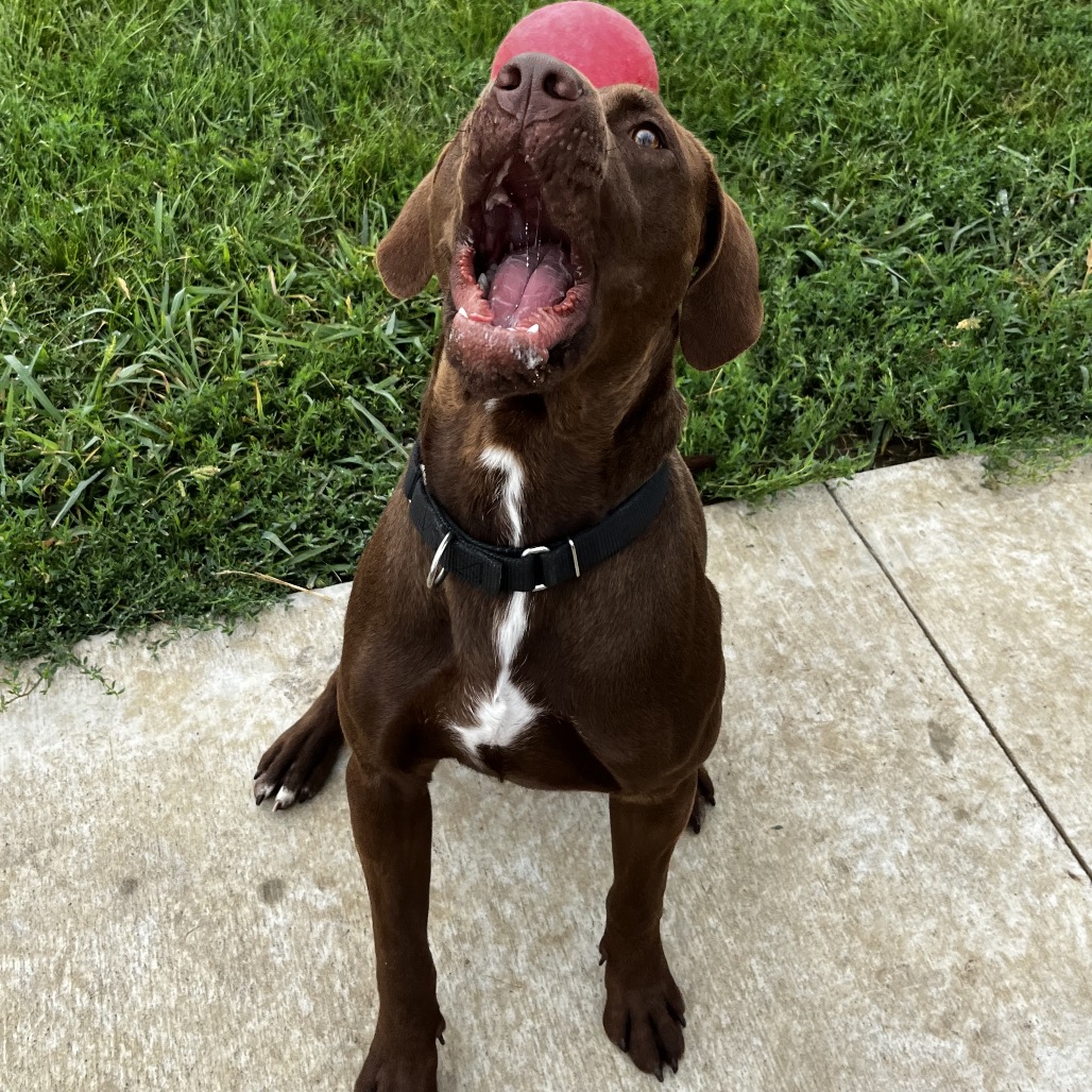 Bode, photo 9