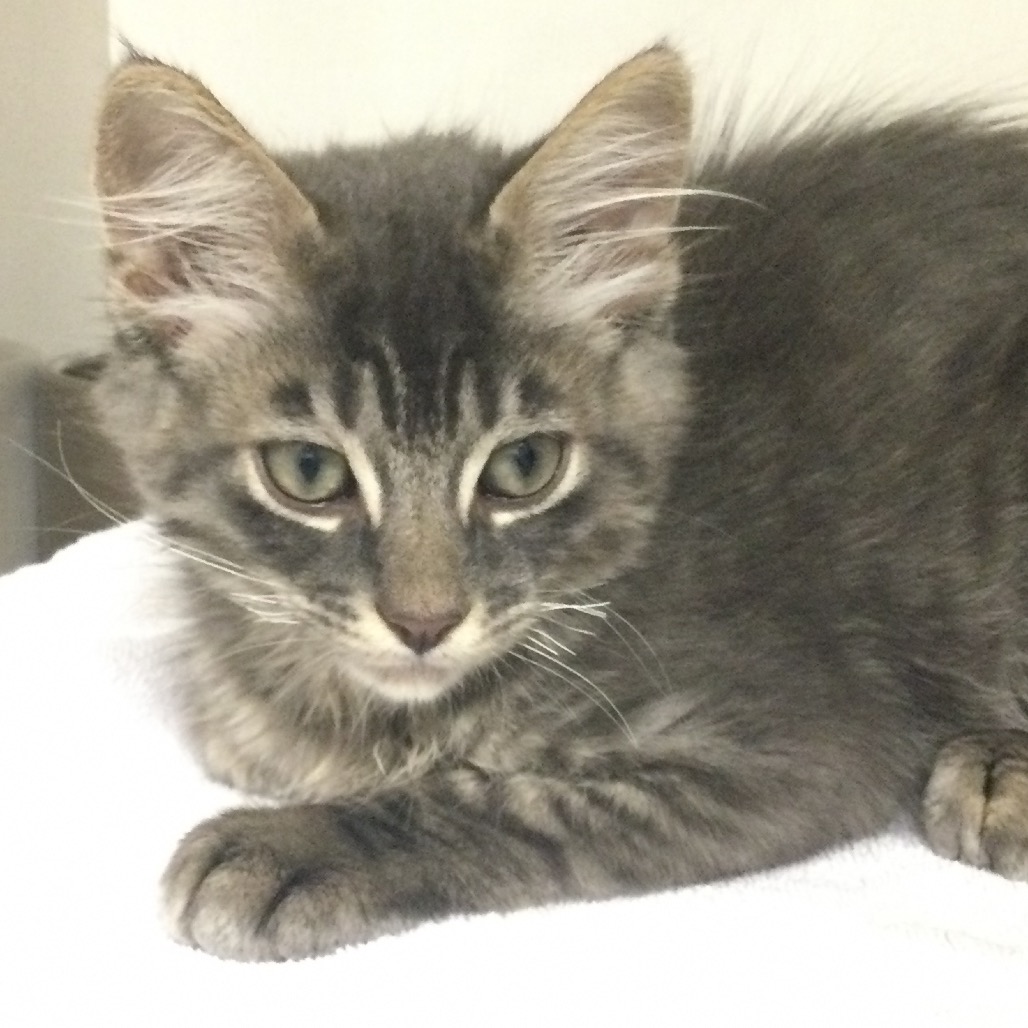 Thistle - Domestic Medium Hair