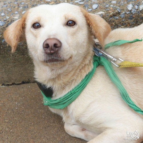 SPUNKY - Retriever, Labrador / Mix available for adoption