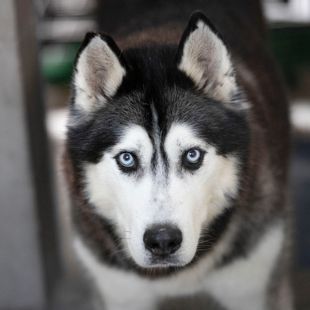 Oliver (F26-09), photo 9