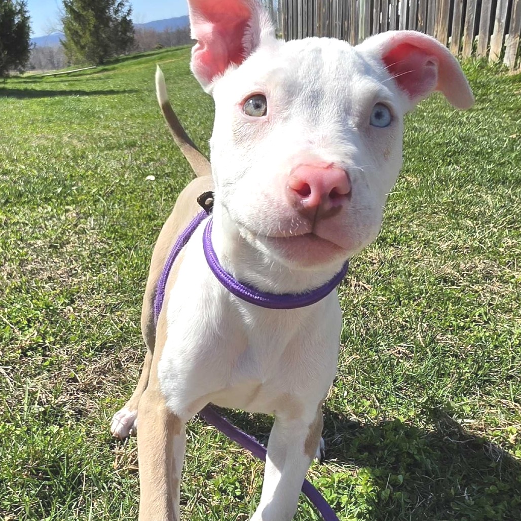 BONNIE - Mixed Breed (Medium) available for adoption