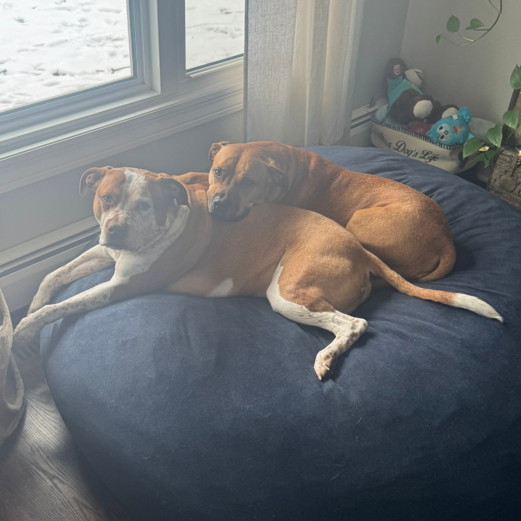 Bentley - Home to Home, photo 9