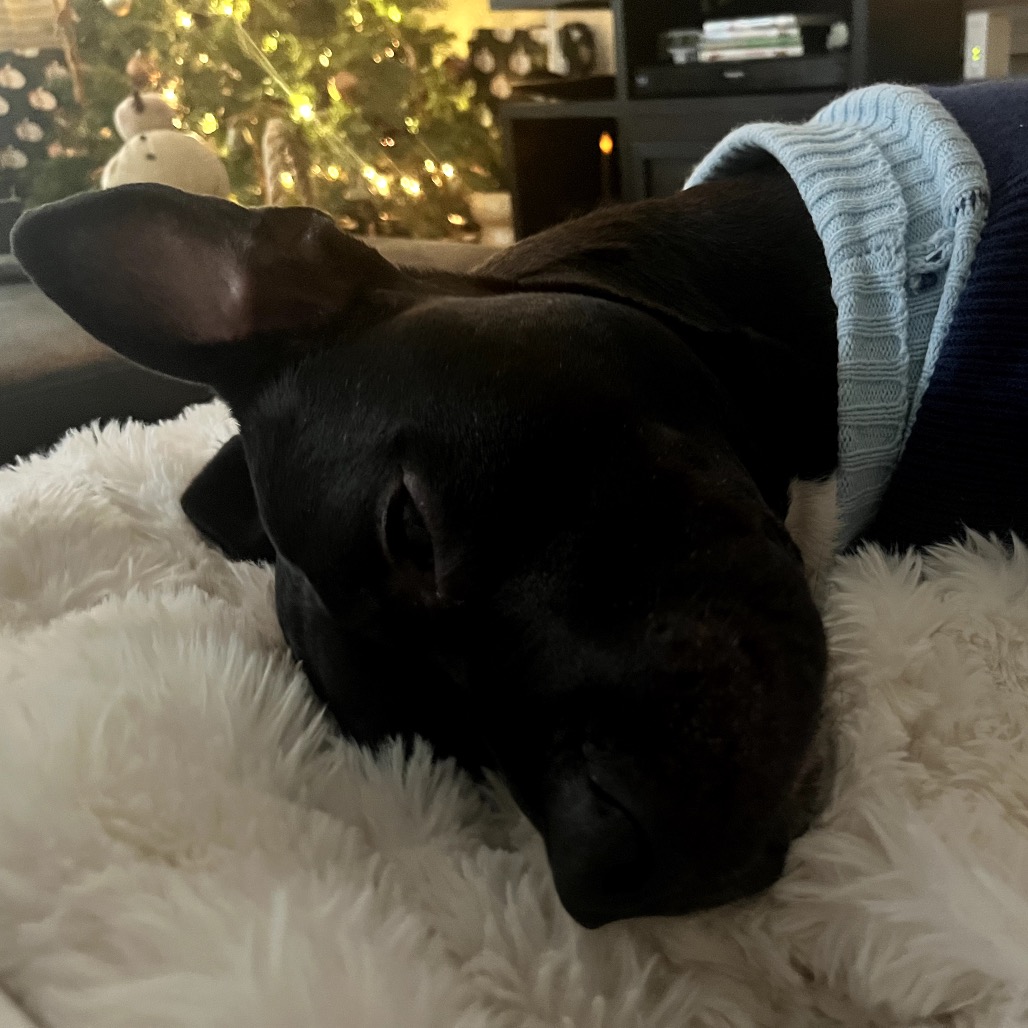 Bowser, photo 21