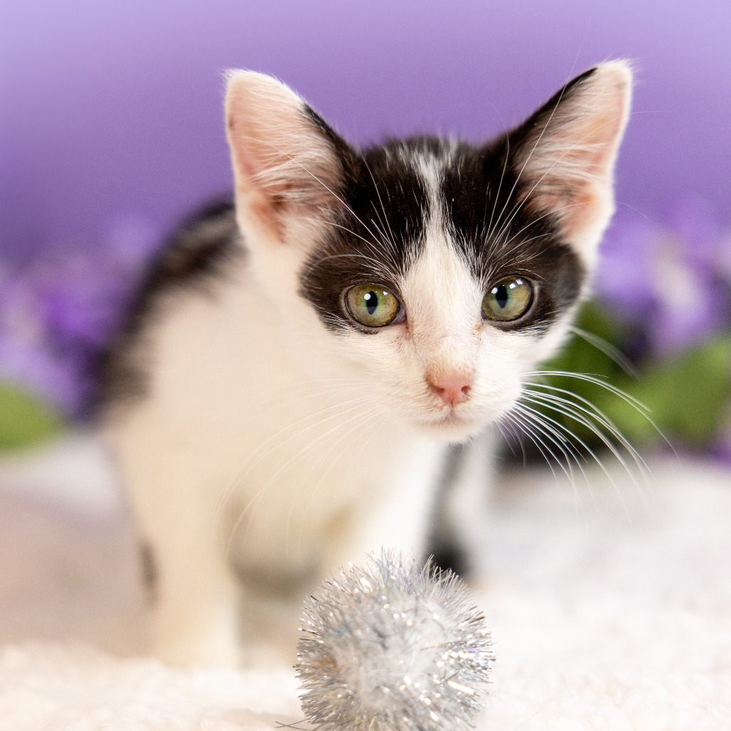 Moopsy — thumbnail 5