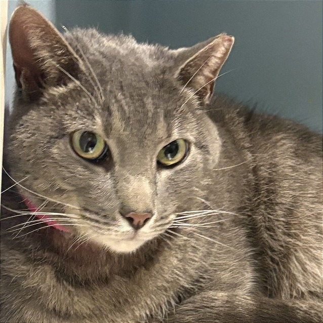 Bonita — thumbnail 4