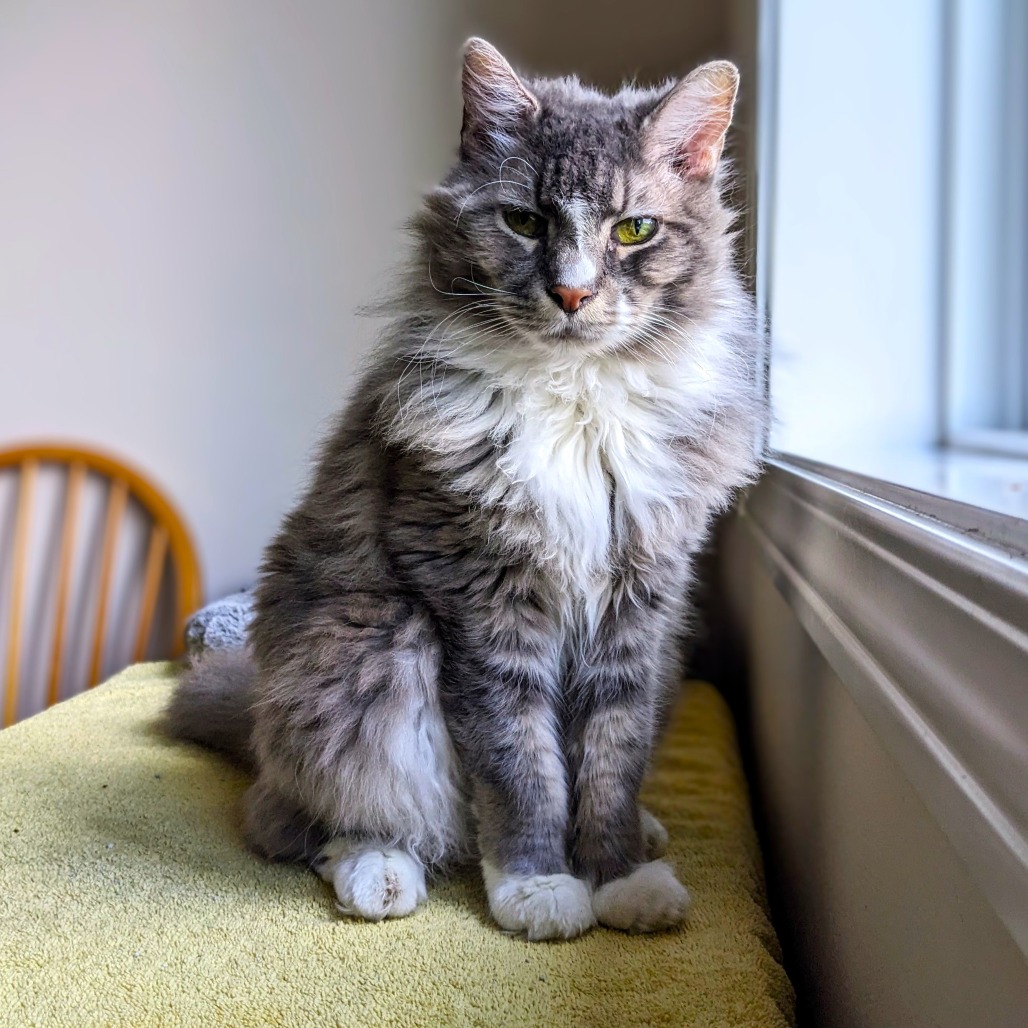 Sunflower — thumbnail 2