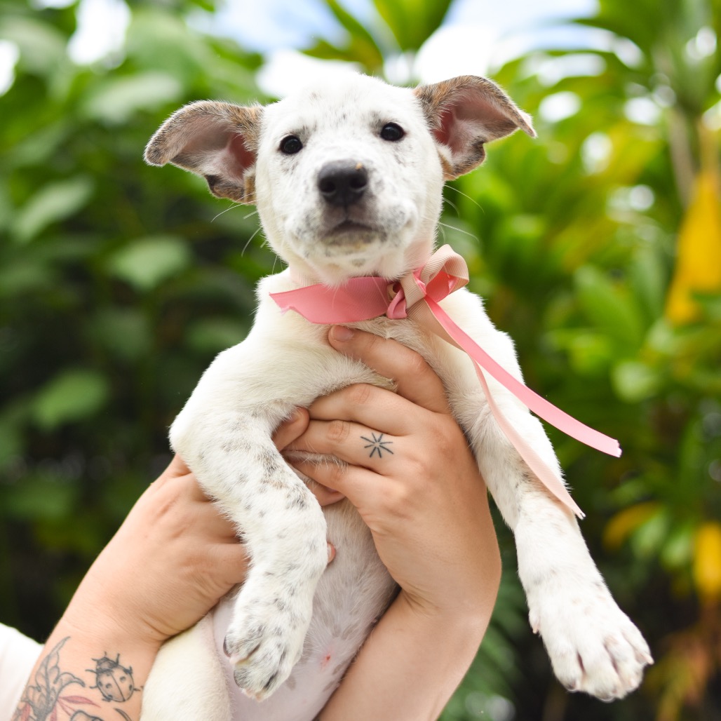Mixed Breed