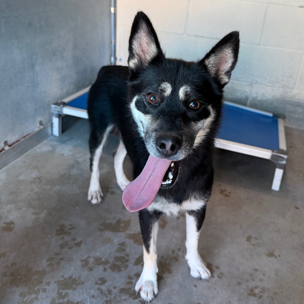 YIP - Husky / Mixed Breed (Medium) available for adoption