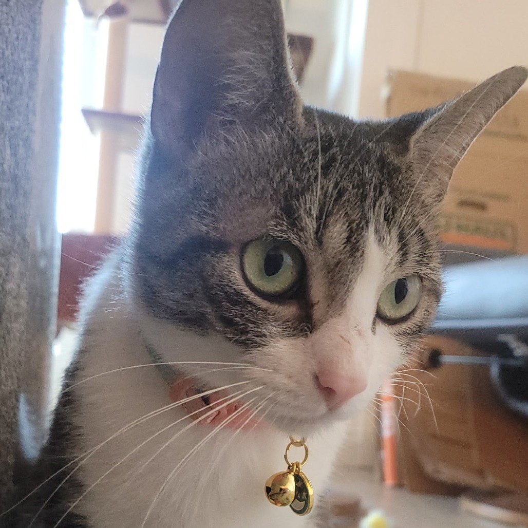 Millie C12894