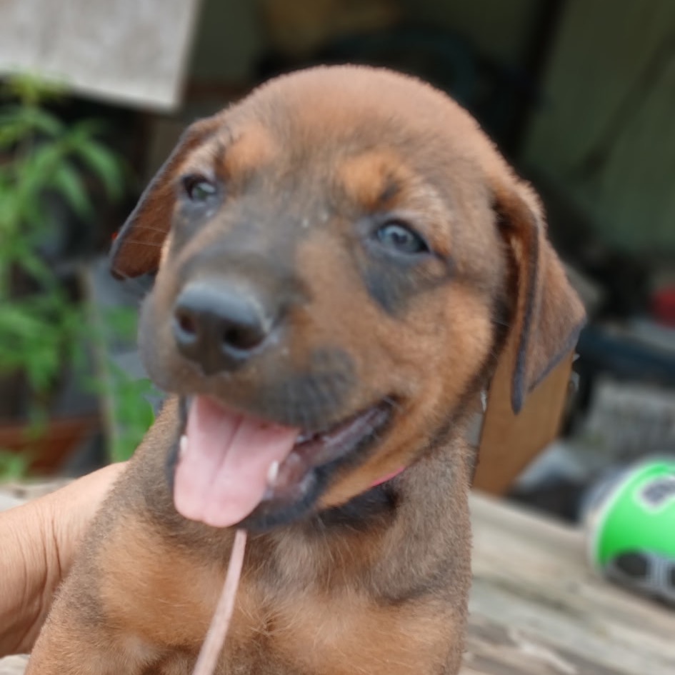TRACKER - Shepherd available for adoption
