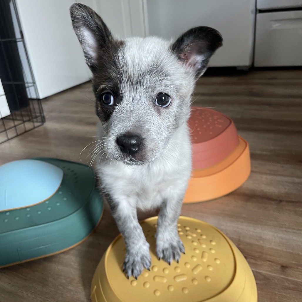 view our dogs  Oregon Dog Rescue