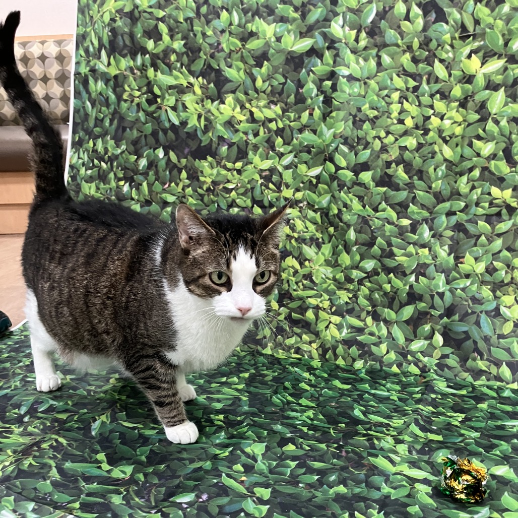 Aramis — thumbnail 5