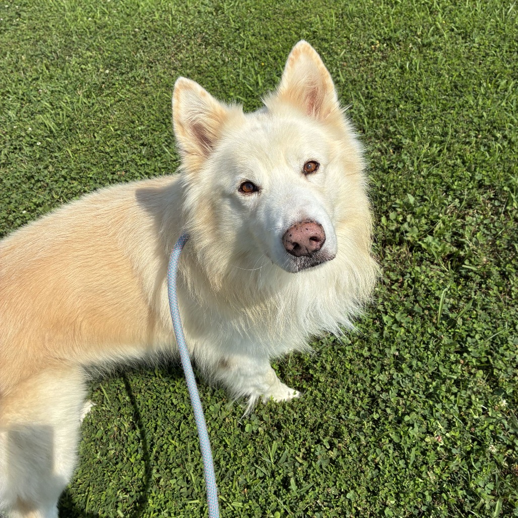 JERICO - Husky available for adoption